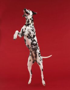 Jumping dog