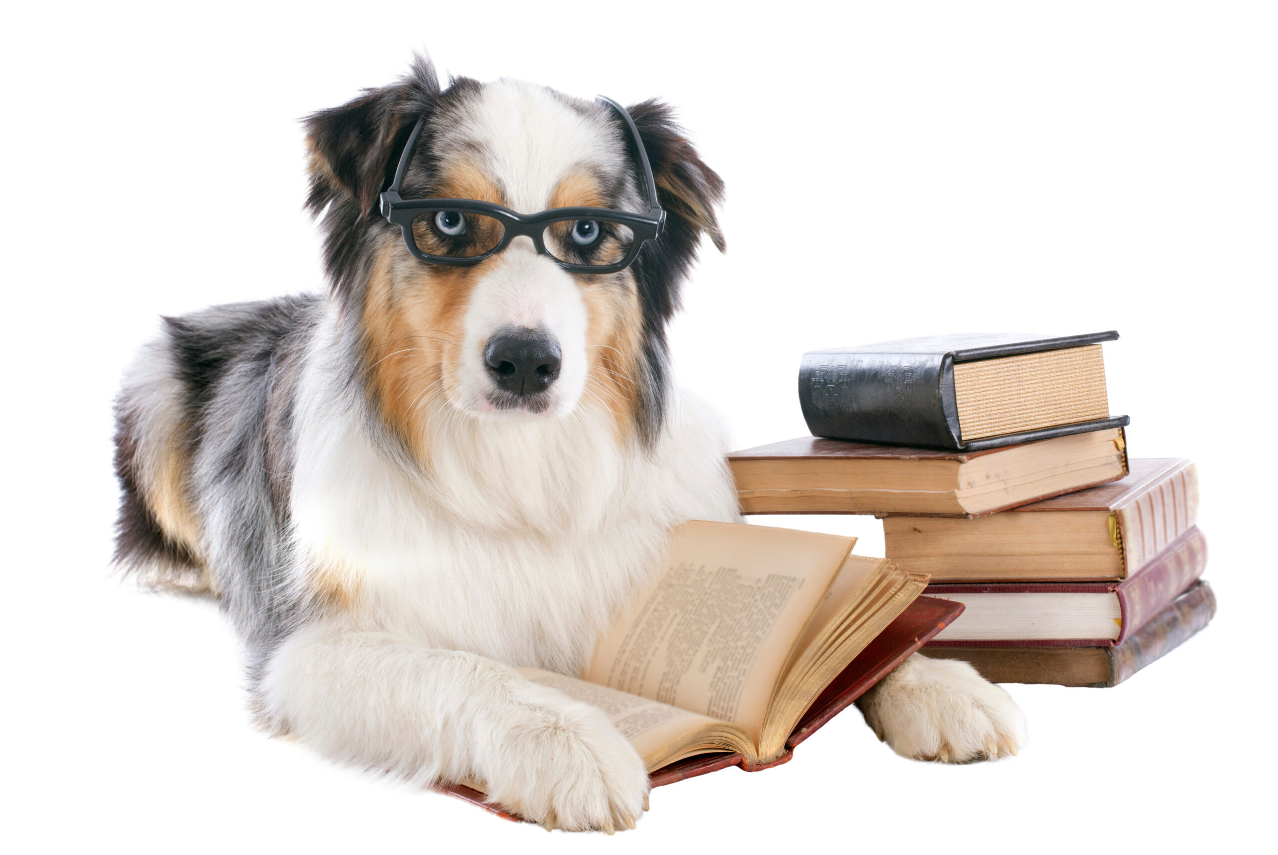 dog with book dog resources
